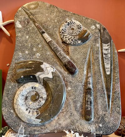 A polished stone plate set with ammonite and orthoceras fossils